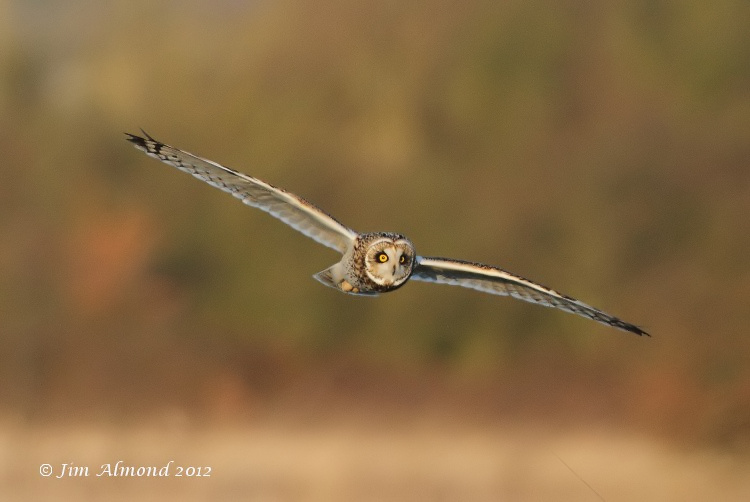 Short eared Owl flight head on Northants 15 1 12 IMG_7375